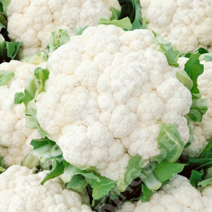 Picture of Cauliflower Igloo